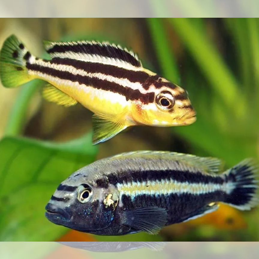 Меланохромис ауратус 4-5см - Melanochromis auratus