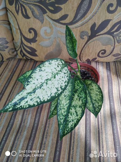 Сингониумы,алоказия,аглаонемы,сциндапсусы