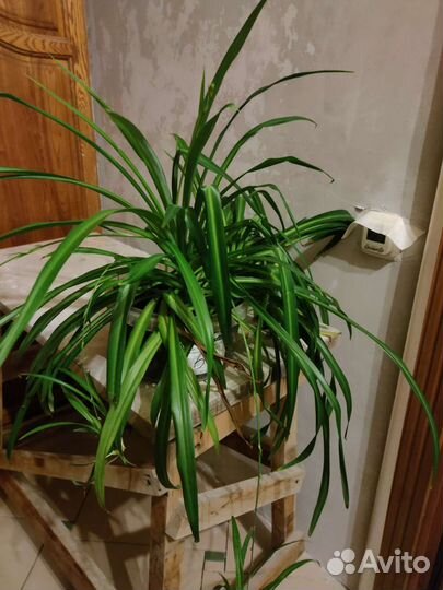 Хлорофитум