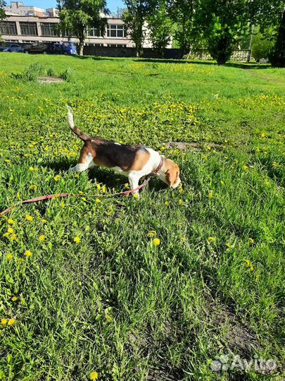 Собака бигль