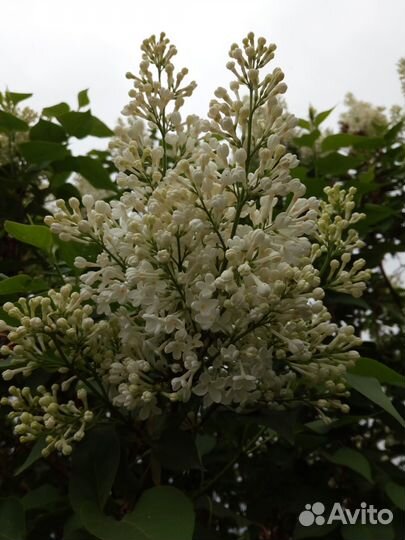 Саженцы белой сирени