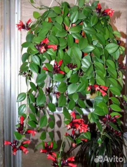 Герани, кампанула жених, эсхинантусы