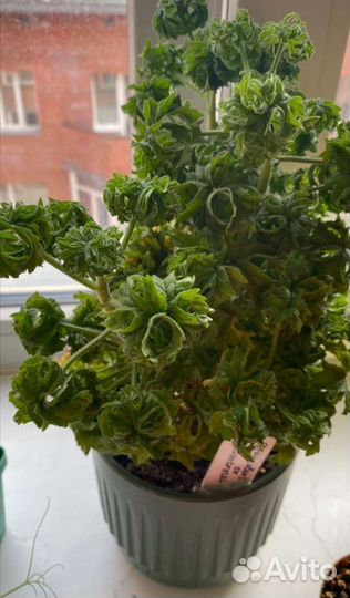 Герань пеларгония