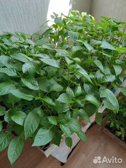 Рассада перца,баклажан,помидор