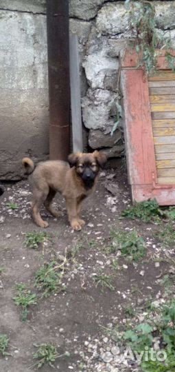 Щенки