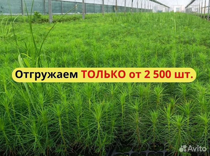 Сеянцы ели окс