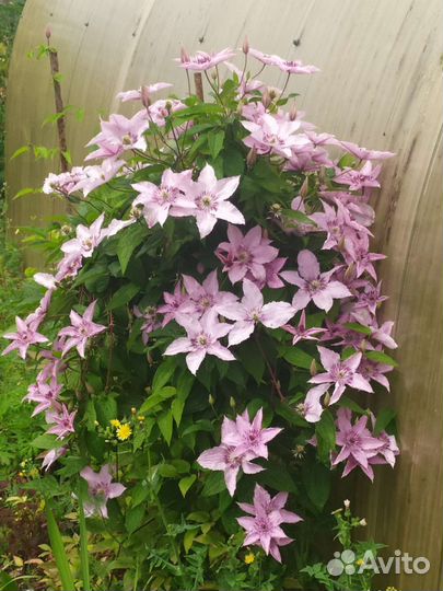 Клематис Хегли Гибрид