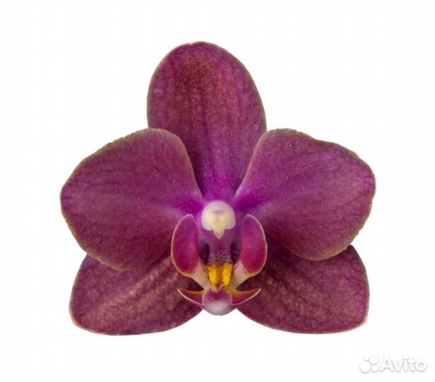 Орхидея фаленопсис