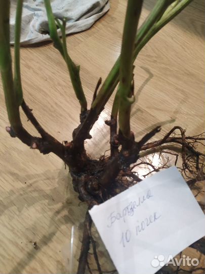 Пионы Ито -гибриды