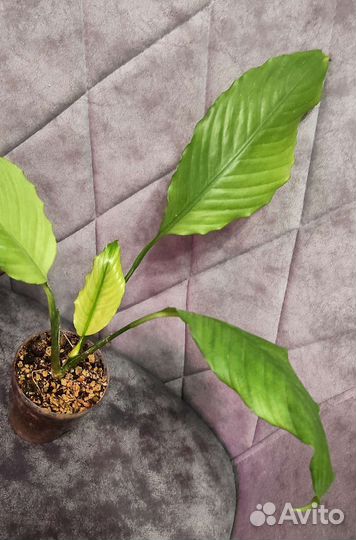 Спатифиллум милк Гофра взрослая