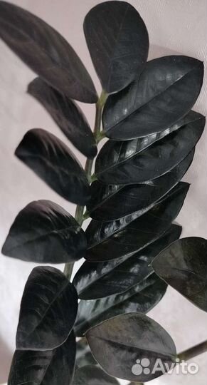 Замиокулькас Равен