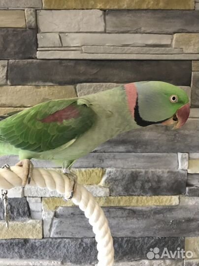 Александрийский попугай