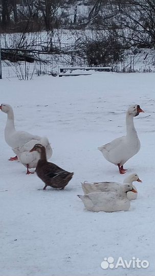 Гуси и утки на мясо или разведение