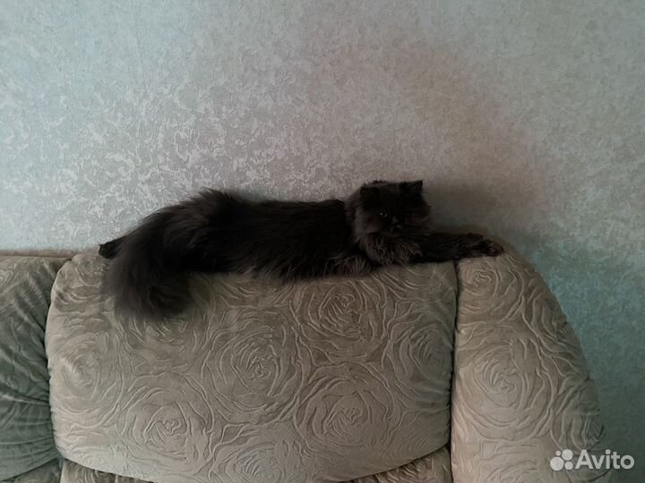 Кошка в дар