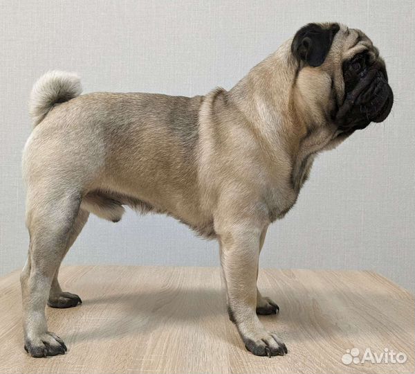 Мопс вязка мальчик