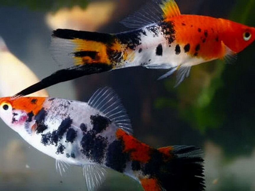 Меченосец Кои Красный (Xiphophorus Helleri)