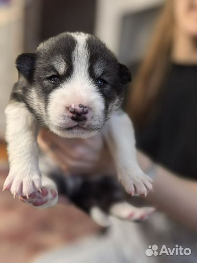 Щенки маламут