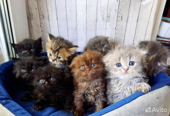 Шотландские котята разных окрасов