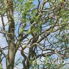 Саженцы декоративных культур