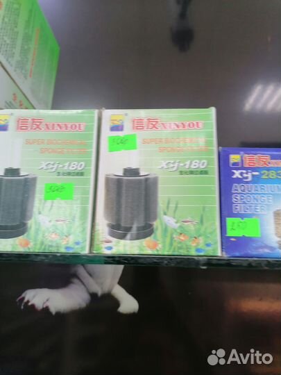 Сом коридорас Венесуэлла блек