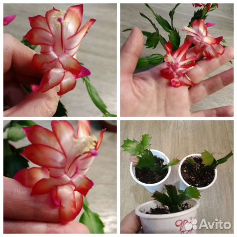 Шлюмберга оранжево- красно- желтый