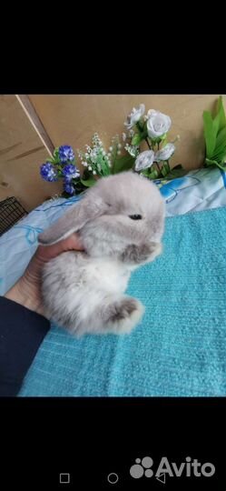 Большой выбор карликовых крольчат