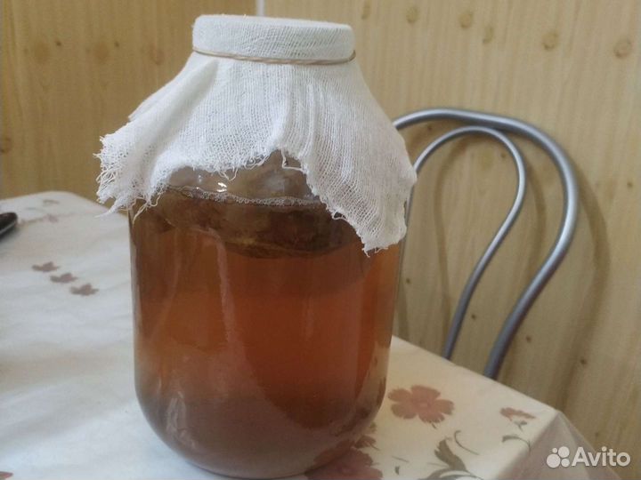 Чайный гриб