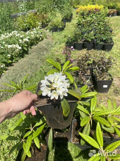 Рододендрон Питер Тайгер