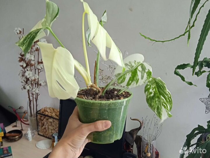 Монстера альба