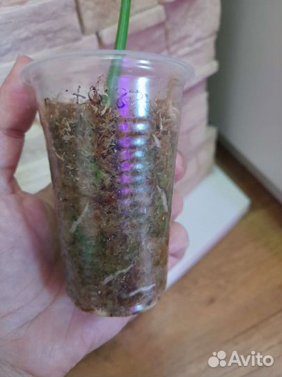 Монстера Тайское созвездие