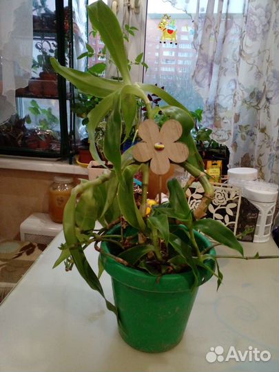 Цветок золотой ус 