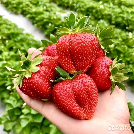 Продажа клубники и саженцы