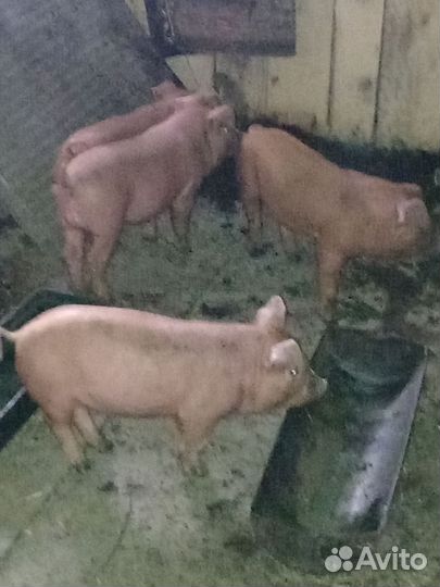 Поросята дюрок