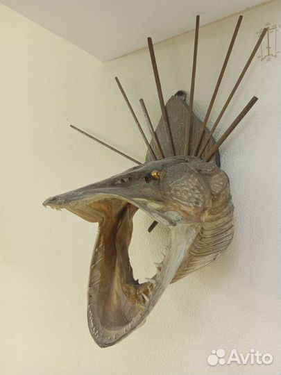 Чучело сома