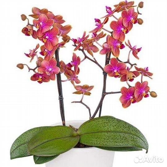 Фаленопсис, парфюм.фабрика. Dusty Belle и др