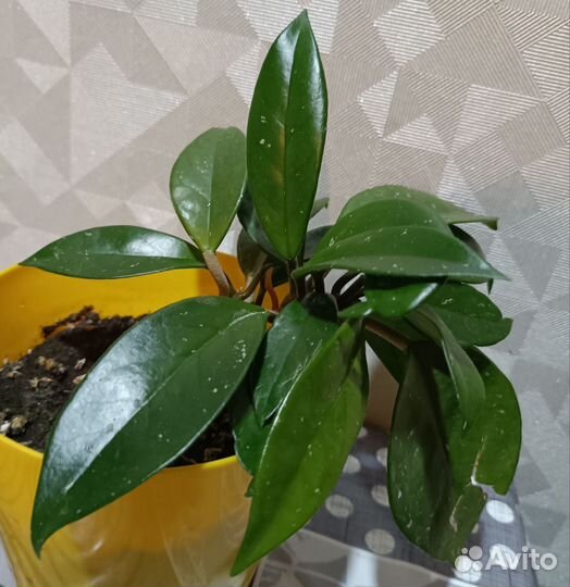 Хойя укорененный отросток