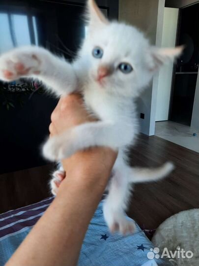 Котенок мальчик