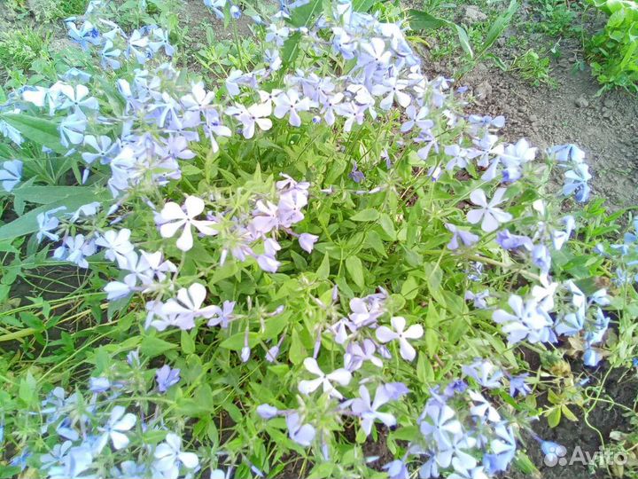 Большой выбор многолетних цветов