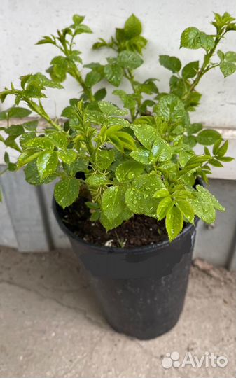 Роза Помпонелла