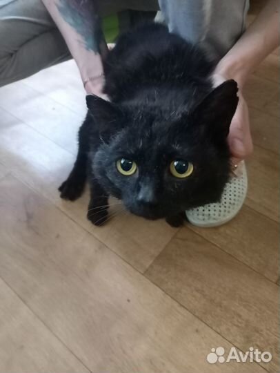 Котик в добрые руки