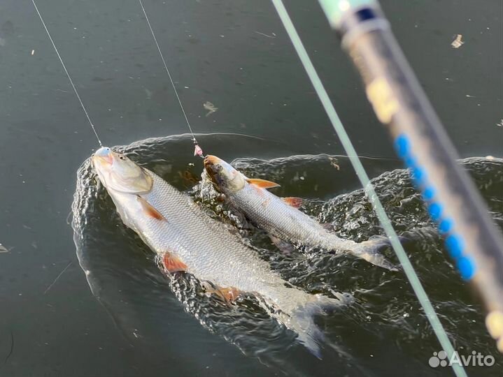 Рыбка донская