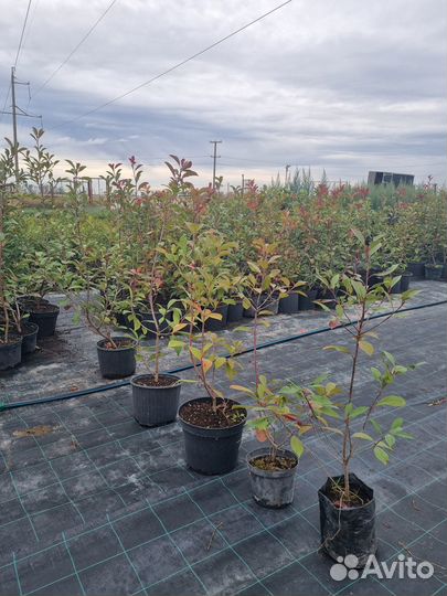 Саженцы Фотиния