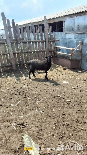 Баран на племя