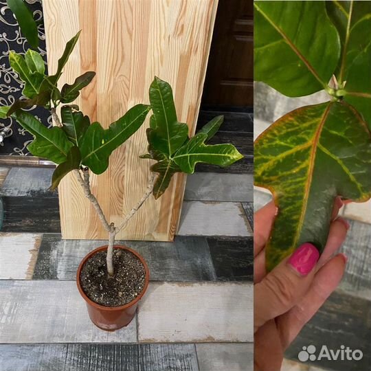 Пеперомия,кодиеум,лудизия,бонсай,спатифиллум,гера