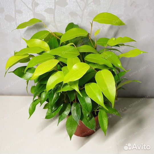 Фикусы. Укорененные черенки