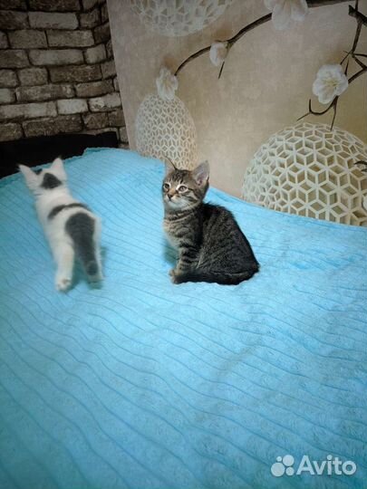 Отдам котят в хорошие руки