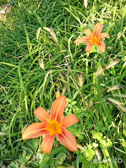 Шалфей мускатный и Лилейник саженцы