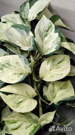 Эпипремнум Хеппи Лив