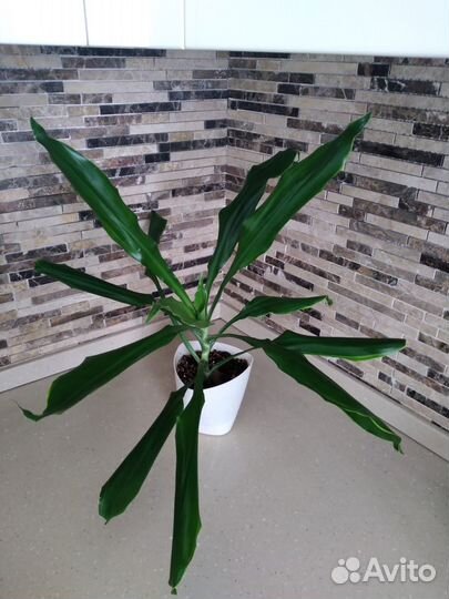 Шефлера, юкка