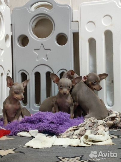 Той терьер щенята